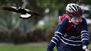 کشنده ترین و مرگبارترین پرنده های جهان:۵تا خطرناکترین پرنده های جهان که هیچ رحمی ندارن!