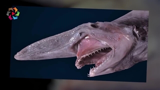 کدام حیوانات در عمق گودال ماریانا زیست دارند؟