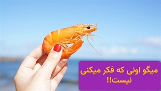 دنیای میگو ها از اون چیزی که فکر میکنی گسترده تره! آیا همه چیزایی که در مورد میگو میدونیم درسته؟