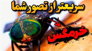 موجوداتی سریع تر از یوزپلنگ و شاهین‼️