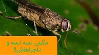 یه مگس به این کوچیکی انقدر خطرناک باشه عجیبه!! وحشتناک ترین مگس دنیا