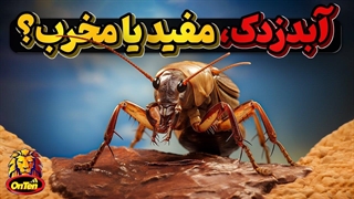 آبدزدک ، حشره ای که که انسان را بر سر دوراهی قرار میدهد