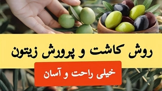 روش کاشت و پرورش زیتون