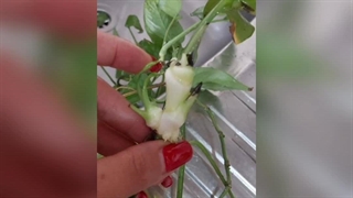 خرید بهترین مناسب کود مورد نیاز مخصوص قلمه راهکار سریع روش افزایش رشد ترفند دوبرابرکردن پاجوش های گیاهان زاموفیلیا سانسوریا