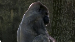 باهوش ترین گوریل جهان در چند قدمی حرف زدن