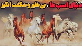 دنیای اسب های بی نظیر و شگفت انگیز