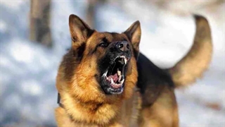 آنچه برای مقابله با حمله سگ باید بدانید / در برابر حمله سگ به انسان چه رفتاری داشته باشیم