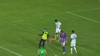 سگ فوتبالیست