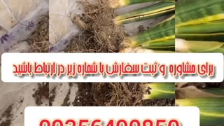 خرید قیمت انواع بهترین قوی سم قارچ کش مخصوص حشرات کرم خر خاکی حشره کش هزارپا از بین برنده آفات گیاهان آپارتمانی باغچه در سیرجان