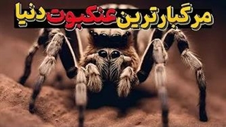 مرگ بارترین عنکبوت ثبت شده در کتاب گینس