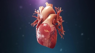 تشریح و بررسی قلب