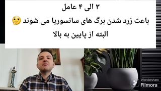 علت زرد شدن برگ سانسوریا (از پایین به بالا) | احیا سانسوریا