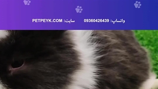 خرگوش لوپ سیاه سفید | خرید از پت پیک