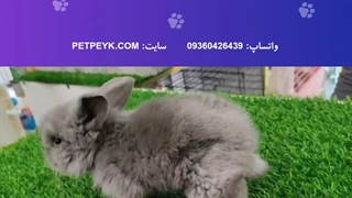 خرگوش لوپ طوسی نژاد ترکیش | خرید از پت پیک