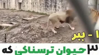 شیر از این حیوانات می ترسد