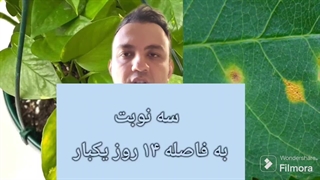 با قارچکش کاربندازیم دیگه گیاهت بیمار نمیشه