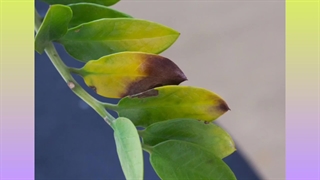 علت زرد شدن برگ زاموفیلیا + آموزش درمان