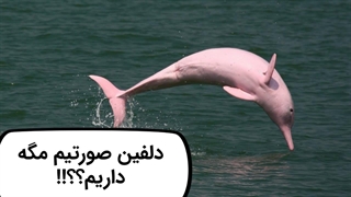 دلفین صورتی جالب ترین دلفین دنیا