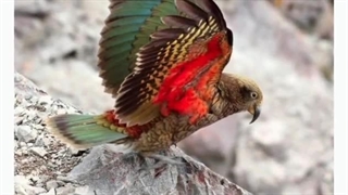 پرنده ی نابغه:رازهای هوش و عجایب پرواز