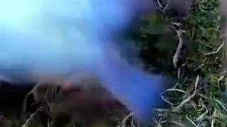 مراحل رشد پرنده