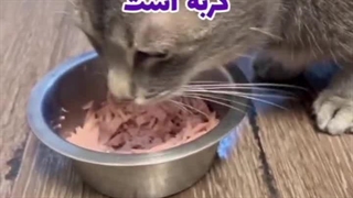 تن ماهی برای گربه