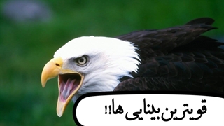 وقتشه ببینی قویترین بینایی در بین تمام موجودات مال کیه؟؟