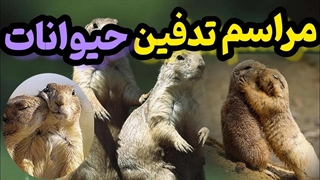 رفتارهای انسانی در حیوانات