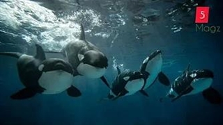 نهنگ های قاتل | اسرار اقیانوس ها|