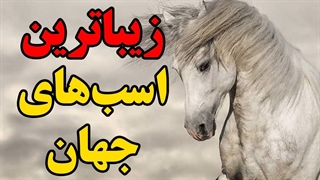 زیباترین اسب های جهان