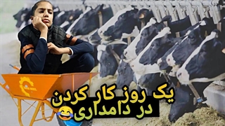 یک روز کار کردن در دامداری | خسته شدم