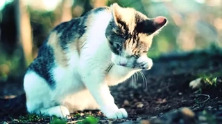 دلایل لیس زدن گربه