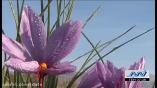 بهترین زعفران دنیا کجا کشت میشه