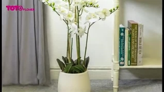 گل¬های مناسب برای تبریک تولد  Flowers for Birthday هر هدیه تولدی با یک دسته گل کامل می شود