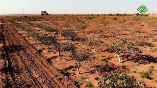 پسته ی خوب مال کجاست ؟