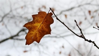 سارا زیبایی پوست