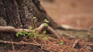 ریشه با صدای همایون سامی