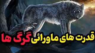 رازهای عجیب زندگی گرگهای وحشی