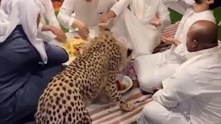 یه صحنه کاملا عادی در دبی