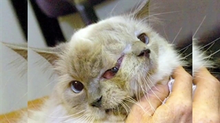 عجیب و غریب ترین حیوانات جهان: حیواناتی با دوسر که تا باحال تو زندگیتون ندیدین!!