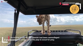 لحظه‌ای جذاب از یک یوزپلنگ در پارک ملی سرنگتی