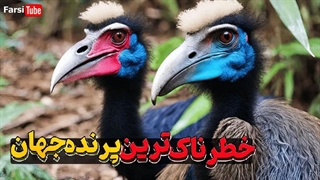 کاسوری با ویژگی های شگفت انگیز و مرکبار