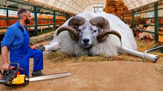 چیدن پشم گوسفند رو از نزدیک دیده بودید؟