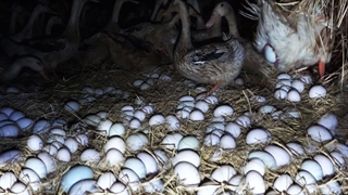 اردک _ پرورش جوجه اردک های جوان برای تخم گذاری و دویدن در مزرعه