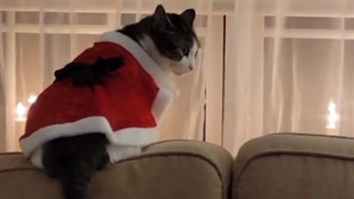 ویدیو لیک شده از یونگیا در لباس کریسمس