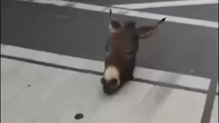 رها شدن سرهای بریده شده الاغ ها در خیابان کارگر تبریز