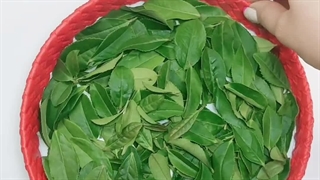 خرید انواع چای ممتاز بهاره گیلان و لاهیجان