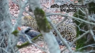 پلنگ مازندران