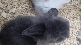 ویدیو رضایت مشتری عزیز پت پیک از شهر قم