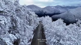 برف در جنگل گلستان