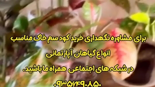 خرید فروش روش دلیل راه شرایط سم کود تقویتی خاک مکمل مناسب پاجوش زدن گل و گیاهان آپارتمانی حیاط تراس